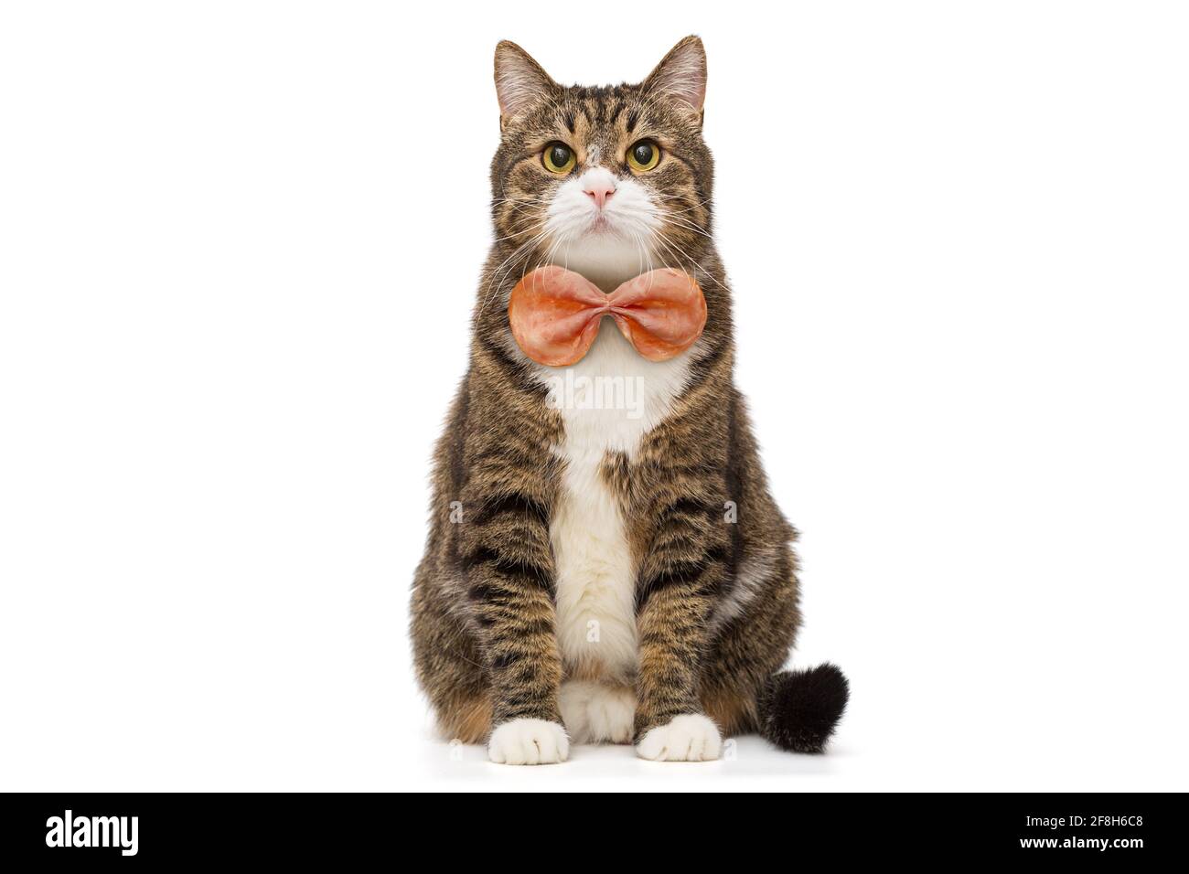 Große graue Katze mit einem Schmetterling mit einem Stück Wurst Stockfoto