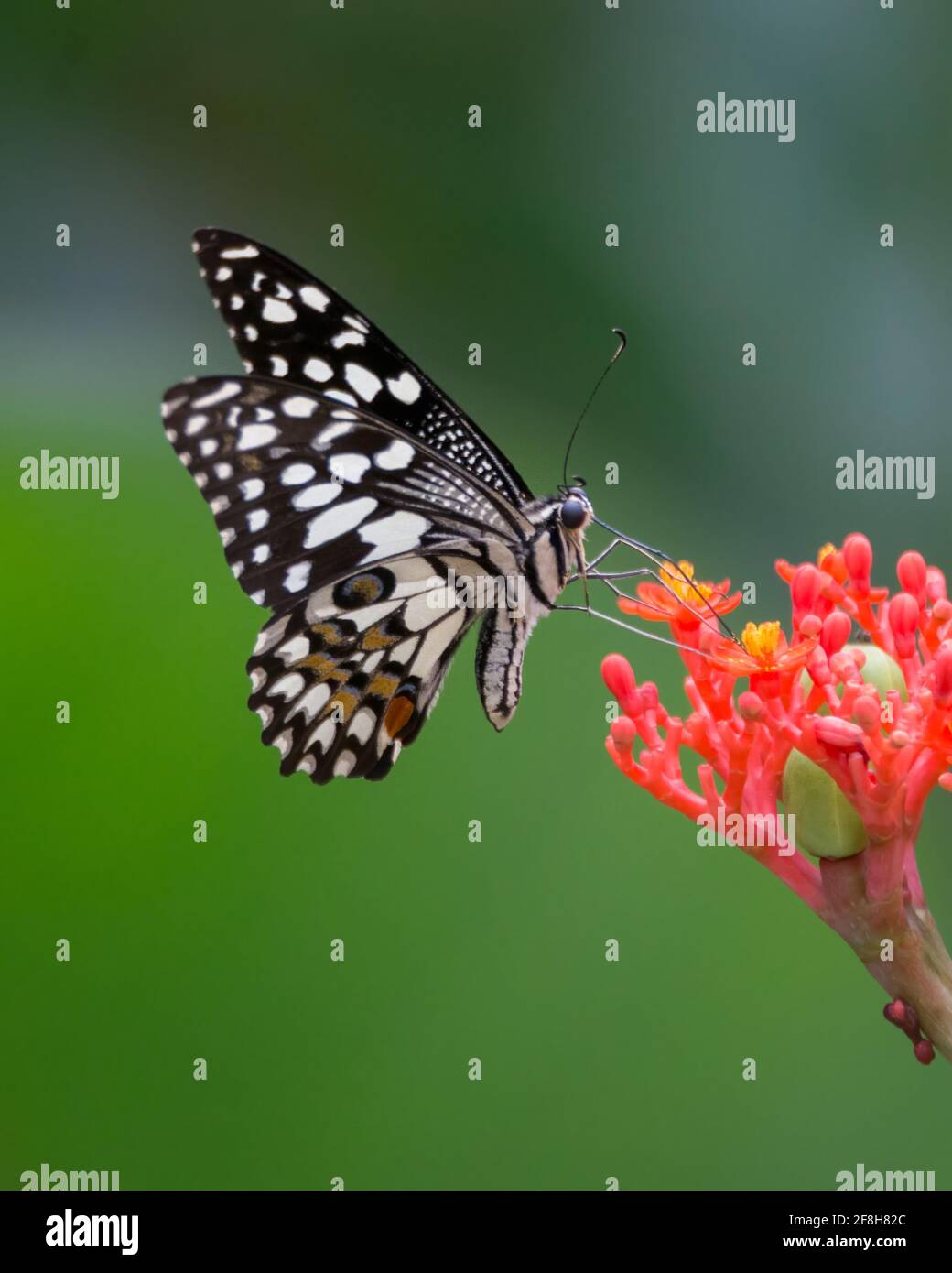 Ein hübscher Kalk-Schmetterling (Papilio demoleus), der sich im Garten von Mangalore in Karnataka, Indien, von Nektar aus einigen roten Blumen ernährt. Stockfoto