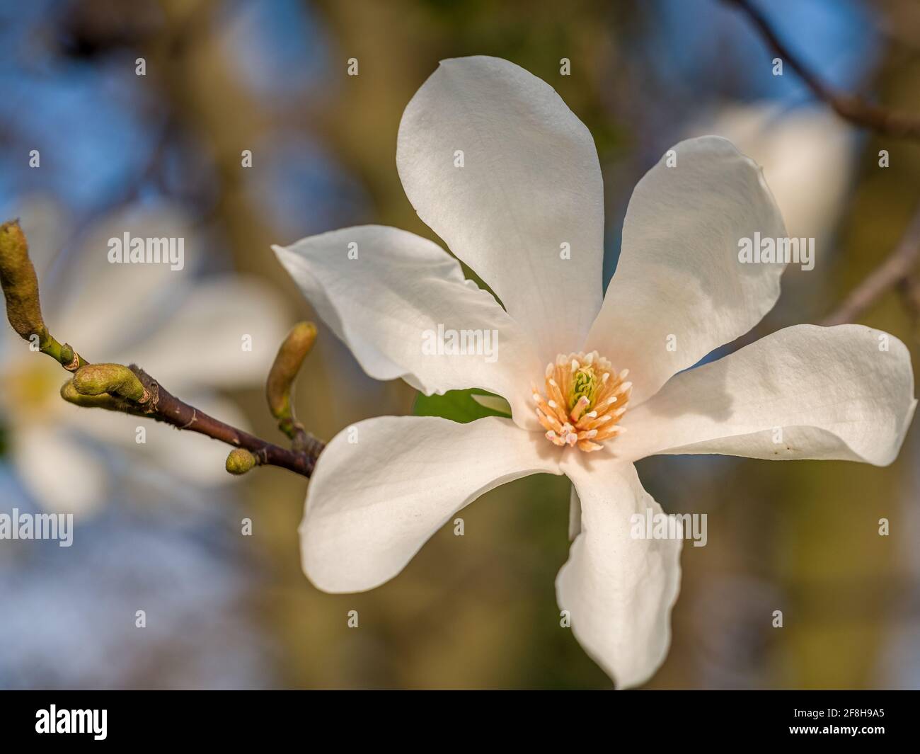 Weißer Magnolienbaum blüht im Frühling. Stockfoto
