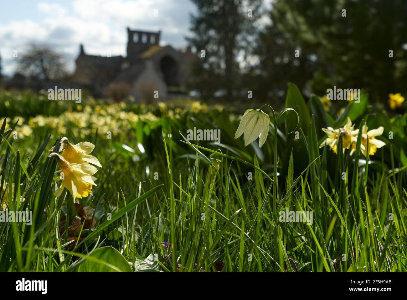 Harmony House Gardens in Melrose mit Narzissen und Schlangenkopf-Fritillary in voller Blüte an einem sonnigen Frühlingstag. Stockfoto