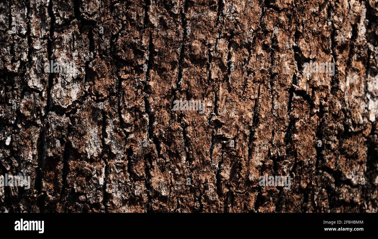 Die Struktur der Rinde eines alten Baumes ist eine braun-orange Farbe aus der Nähe. Minimalistischer Waldhintergrund für Design oder Werbung. Stockfoto