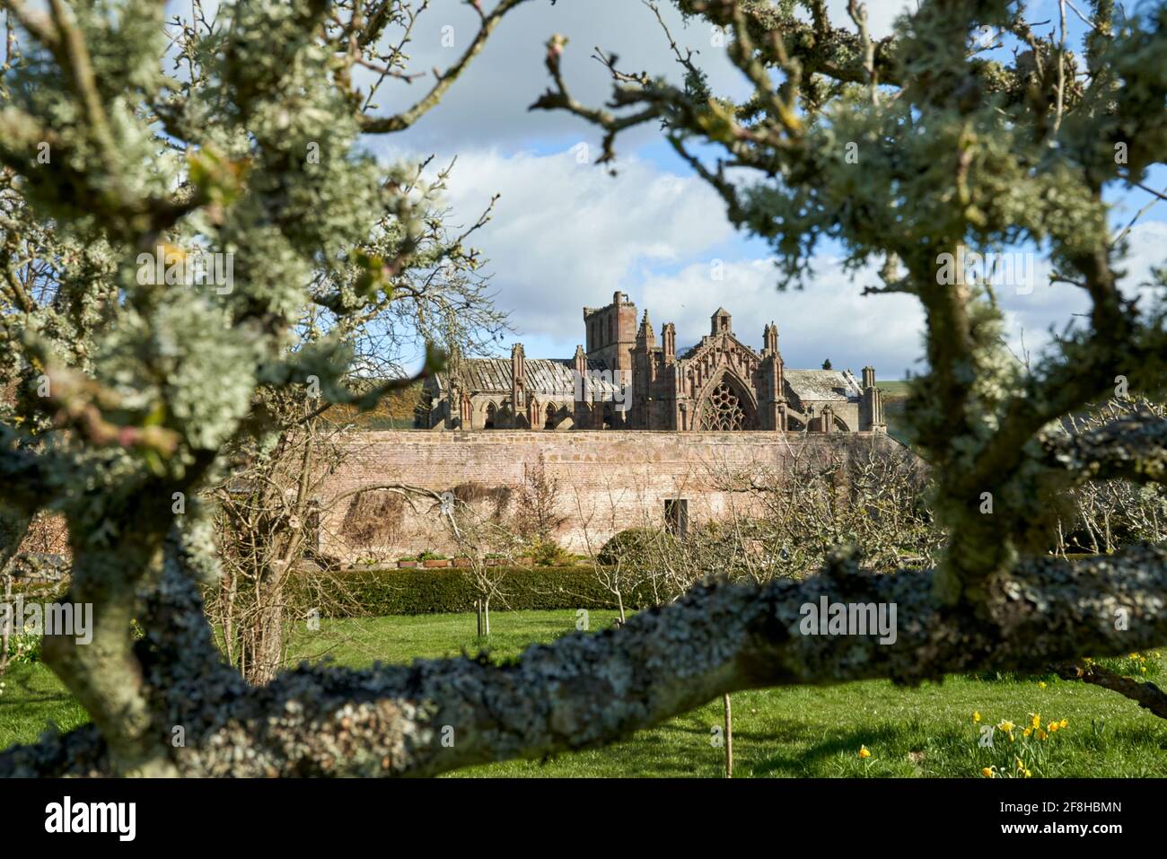 Priorwood Gardens in Melrose im Frühjahr mit Daffodils und Melrose Abbey im Hintergrund. Stockfoto