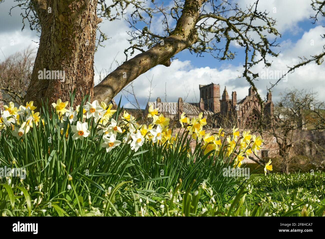 Priorwood Gardens in Melrose im Frühjahr mit Daffodils und Melrose Abbey im Hintergrund. Stockfoto