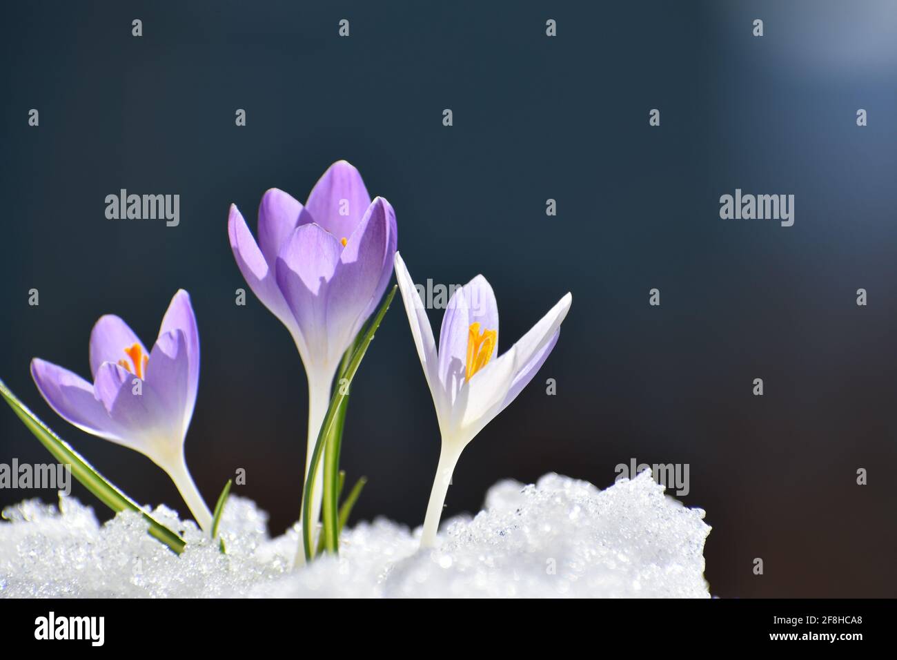 Die ersten Krokus blühen im Frühjahr Stockfoto
