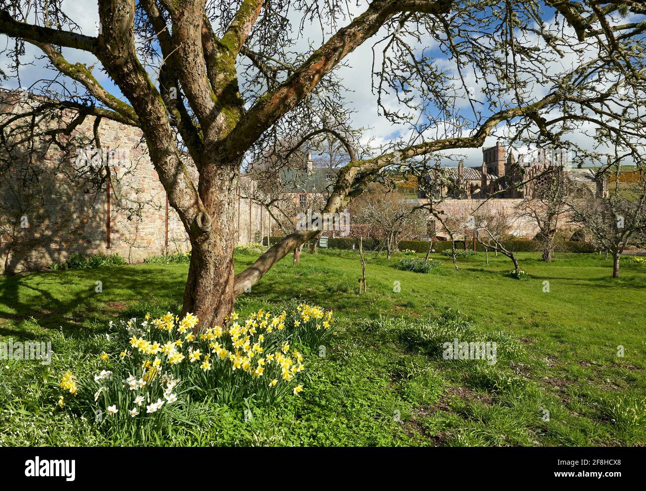 Priorwood Gardens in Melrose im Frühjahr mit Daffodils und Melrose Abbey im Hintergrund. Stockfoto