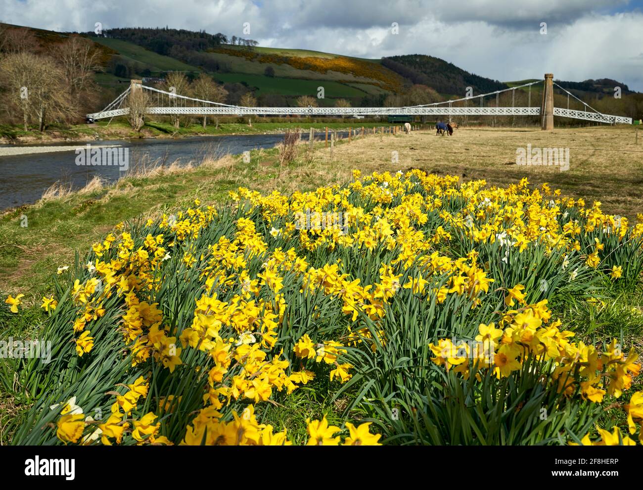 Gattonside Suspension oder Chain Bridge im Frühjahr mit Narzissen im Vordergrund. Stockfoto