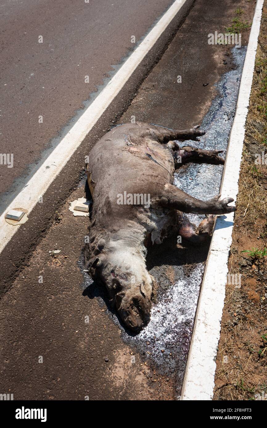 Traurige Szene des toten südamerikanischen Tapirs, Tapirus terrestris, überfahren, von einem Fahrzeug auf der Straße getötet. Wildes Tier-Roadkill im amazonas-Regenwald. Stockfoto