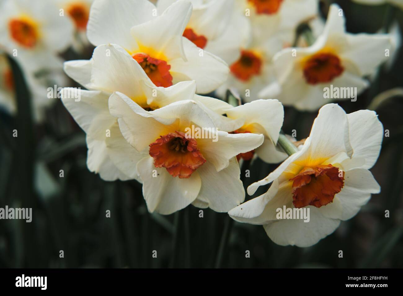 In einem Blumenbeet im Garten wächst helles Weiß mit einem orangefarbenen Kern aus Narzissen. Passen Sie auf die Blumen auf. Pflanzen- und Hausgarten. Saisonaler Frühling Stockfoto