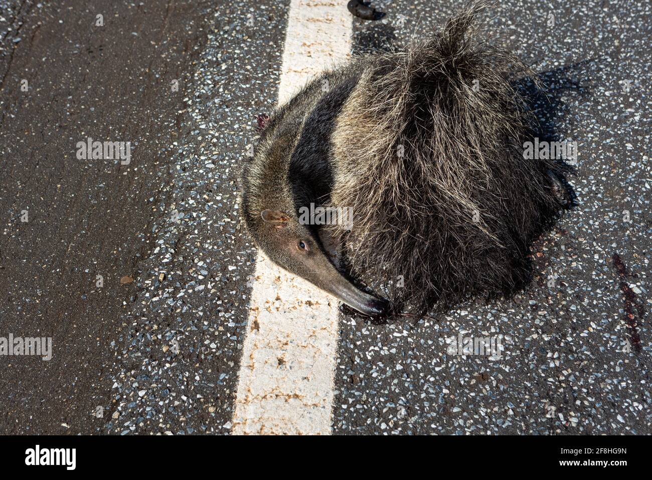 Toter Riesenanteater, Myrmecophaga tridactyla, überfahren, von einem Fahrzeug auf der Straße getötet. Wildes Tier-Roadkill im amazonas-Regenwald, Brasilien. Stockfoto