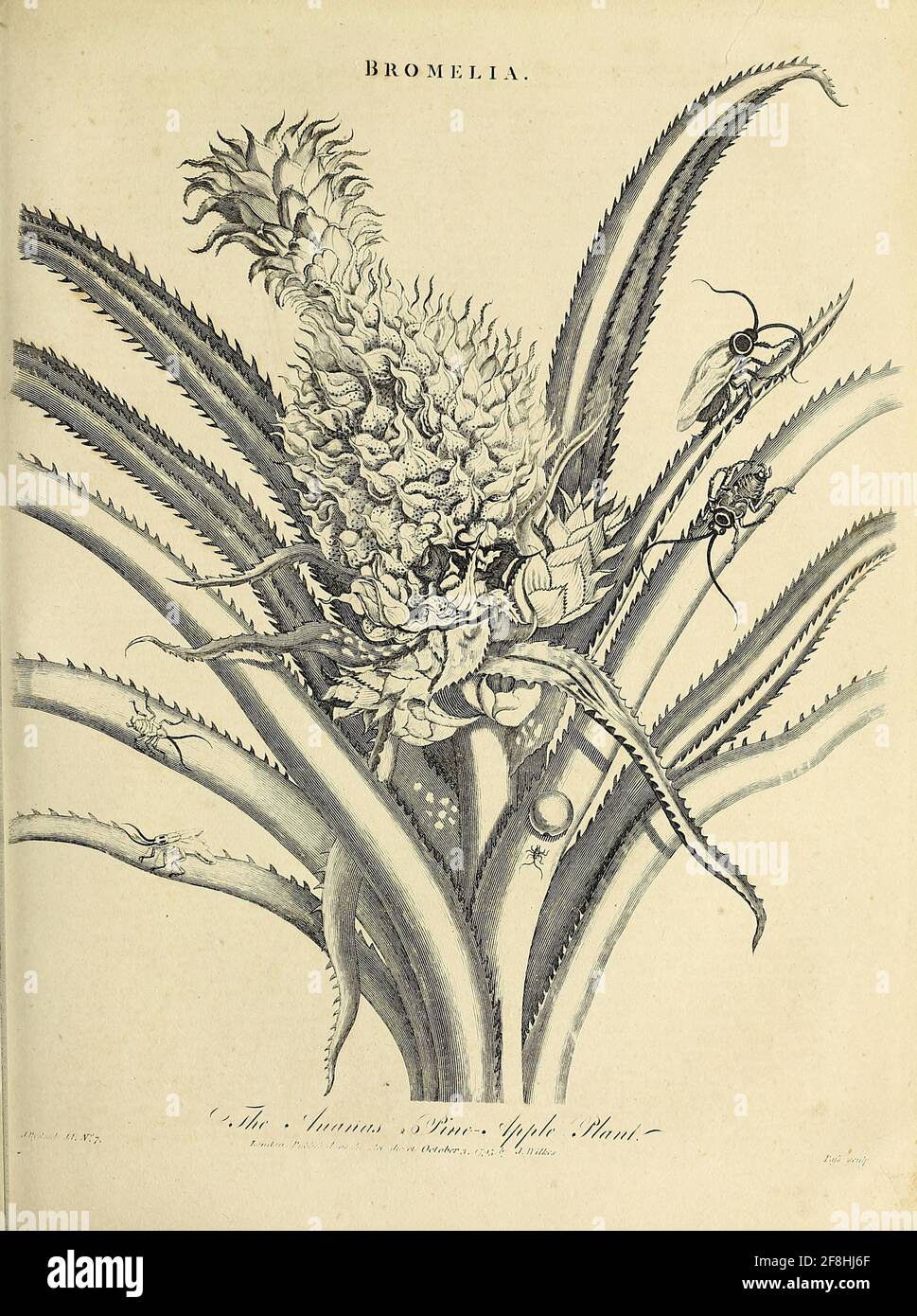 Ananas - Bromelia die Ananas[2][3] (Ananas comosus) ist eine tropische Pflanze mit essbarer Frucht und die wirtschaftlich bedeutendste Pflanze in der Familie der Bromeliaceae.[4] die Ananas ist in Südamerika heimisch, wo sie seit vielen Jahrhunderten angebaut wird. Kupferstich aus der Encyclopaedia Londinensis oder, Universelles Wörterbuch der Künste, Wissenschaften und Literatur; Band III; herausgegeben von Wilkes, John. Veröffentlicht 1810 in London Stockfoto