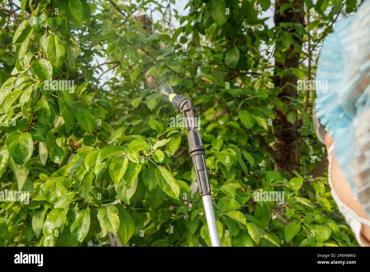 Die in einem Schutzanzug geübte Farmerin aus der Nähe sprüht Apfelbäume mit einem Drucksprüher und Chemikalien im Obstgarten vor Pilzerkrankungen. Stockfoto