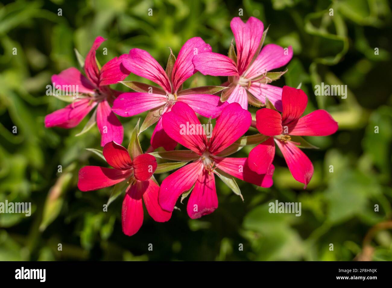 glanzmispel immergrün immergrüne Glanzmispel Photinia fras… main image 1