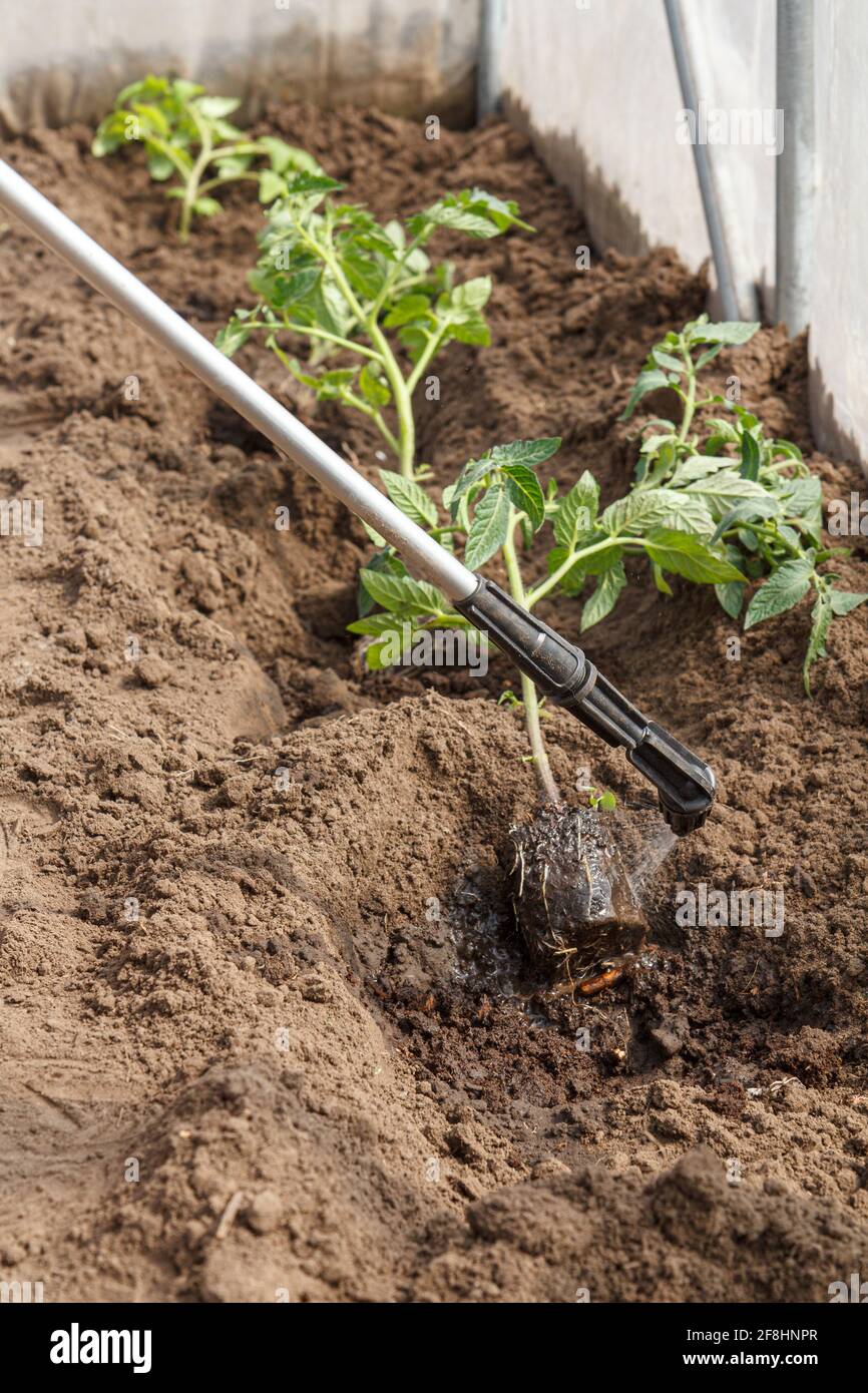 Gärtner behandelt die Wurzeln von Tomatensämlingen von Krankheiten und Schädlingen, bevor sie mit einem Drucksprüher in den Boden einpflanzen. Anbau von Gemüse Stockfoto