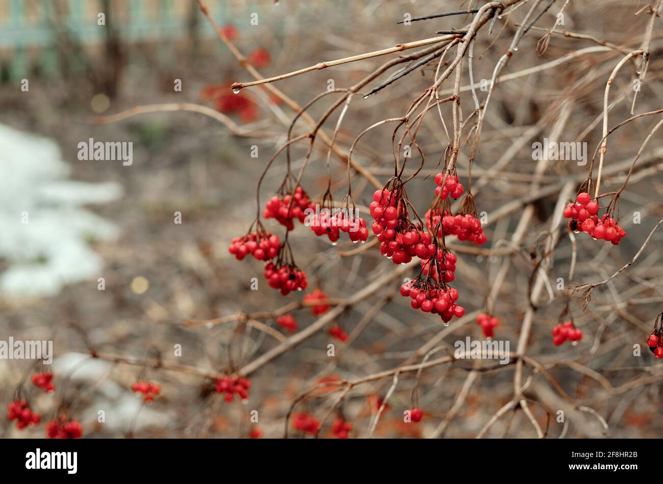 Rote Eberesche auf grauem Hintergrund. Winterbeeren auf einem Zweig. Lieblings-Delikatesse der Vögel. Makro-Schießen von roten Beeren Stockfoto
