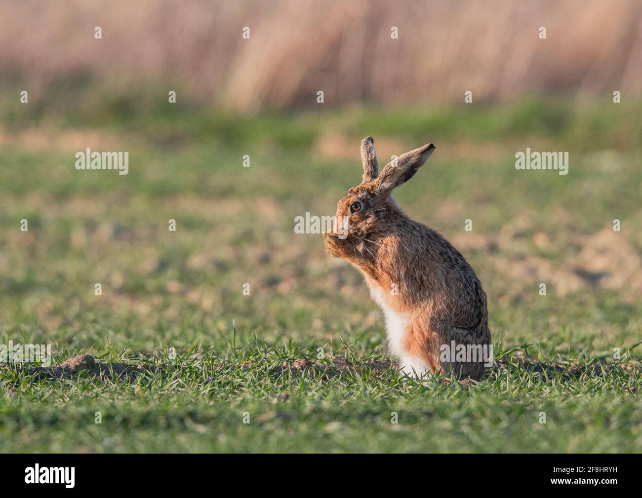 Waschen und putzen. Ein brauner Hase (Lepus europaeus), der auf dem Weizenfeld des Bauern mit einer Gesichtswäsche und einem Bräutigam sein Bestes gibt. Sufffolk . UK Stockfoto