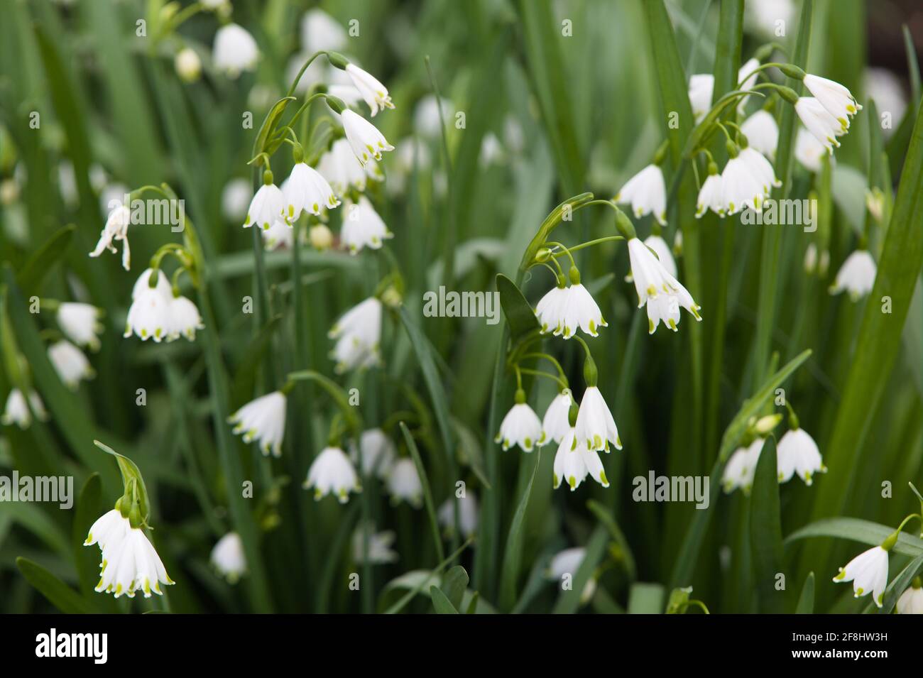 Frühlingsgärten - Nahaufnahme des Leucojum aestivum „Gravetye Giant“ /Sommer Schneeflocken Stockfoto