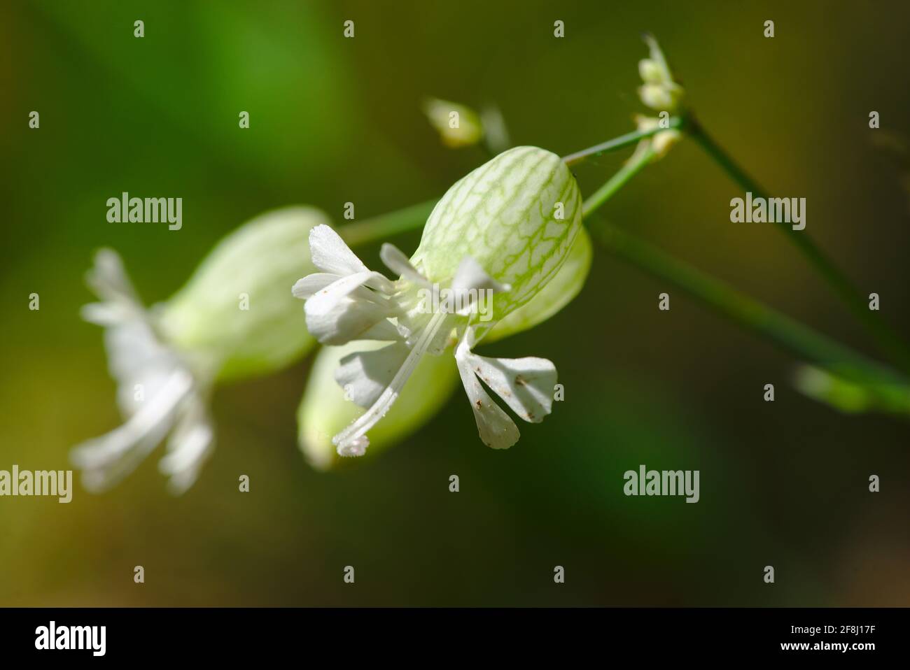 Blüht in Kapseln von Silene vulgaris oder Claquet (Caryophyllaceae). Auch Silene vulgaris, oberna behen, geschwollener Silenus, gemeiner Silenus, Bladd genannt Stockfoto