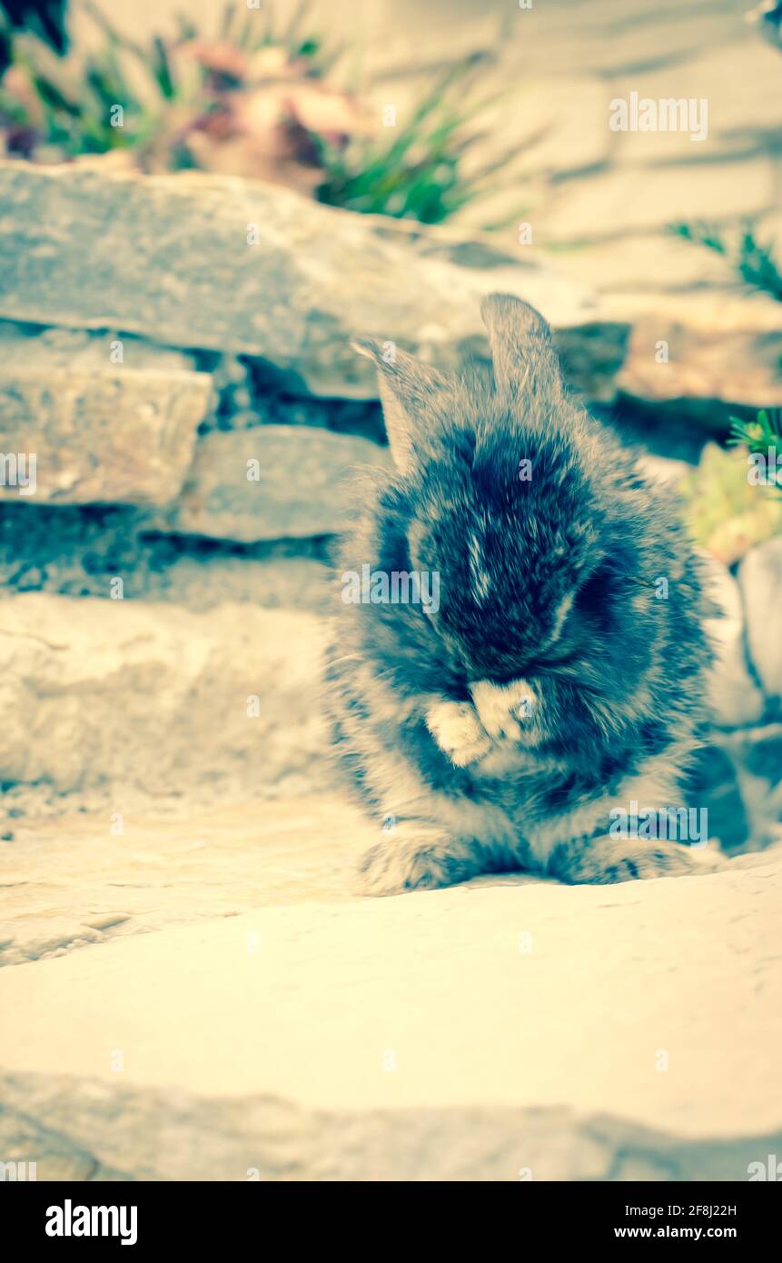 Entzückende kleine Kaninchen Tier Haustier waschen sich Stockfoto