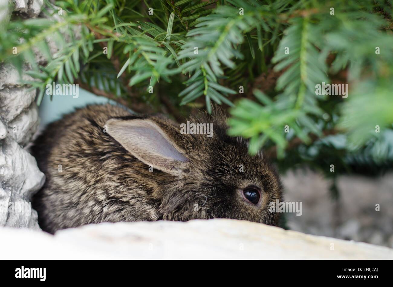 Entzückende kleine Kaninchen Tier Haustier versteckt unter grünen Zweig Stockfoto