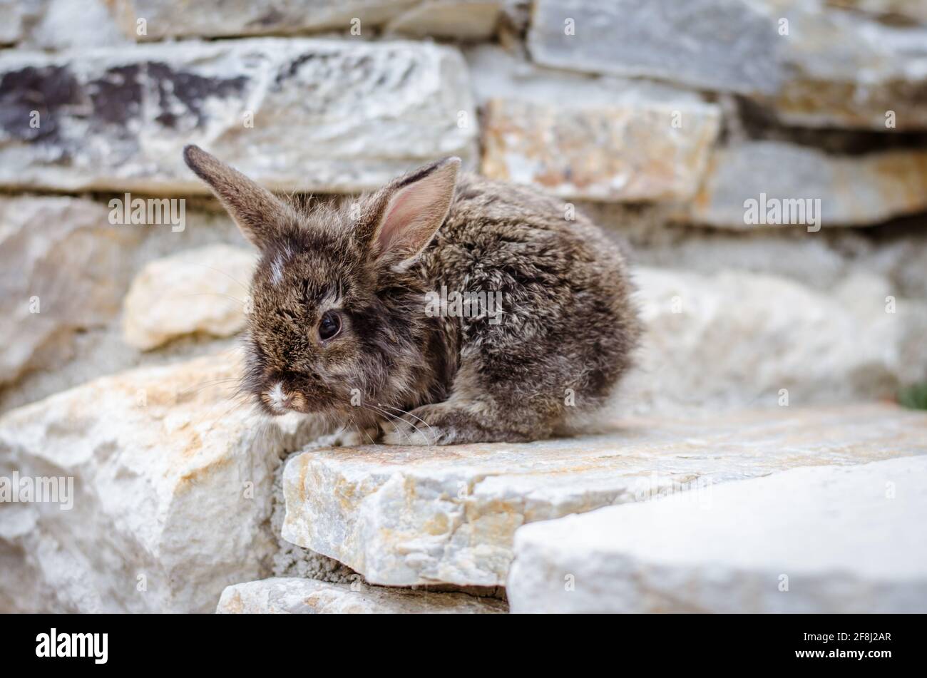 Entzückende kleine Kaninchen Tier Haustier Stockfoto