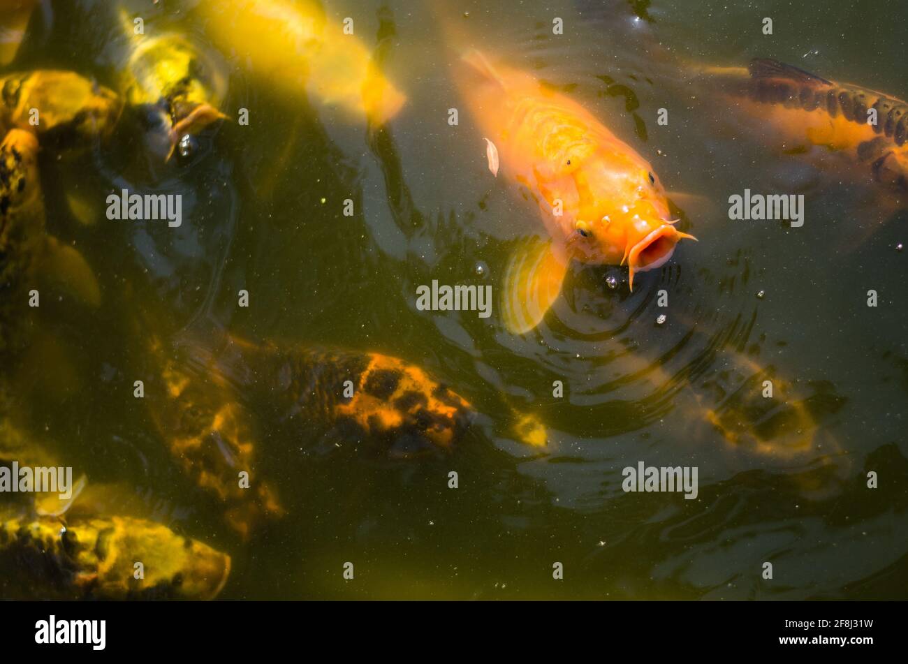 Golden carp Fotos und Bildmaterial in hoher Auflösung Alamy