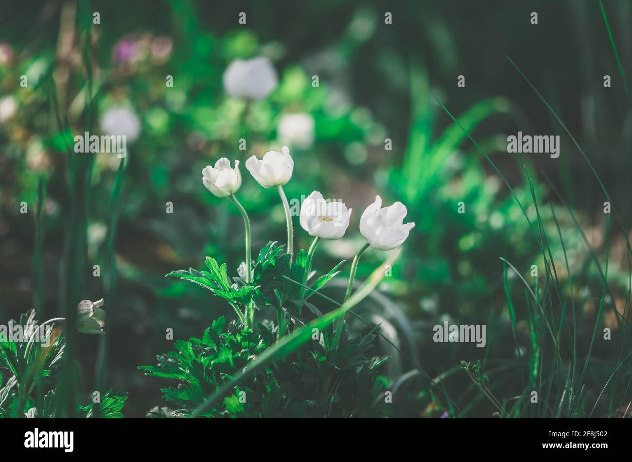 Wunderschöne Frühlingsblumen aus Schneeflocken, die im Sonnenlicht blühen Stockfoto