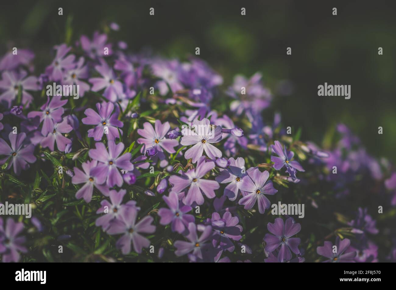 Nahaufnahme Muster von blühenden rosa Phlox Blüten Stockfoto