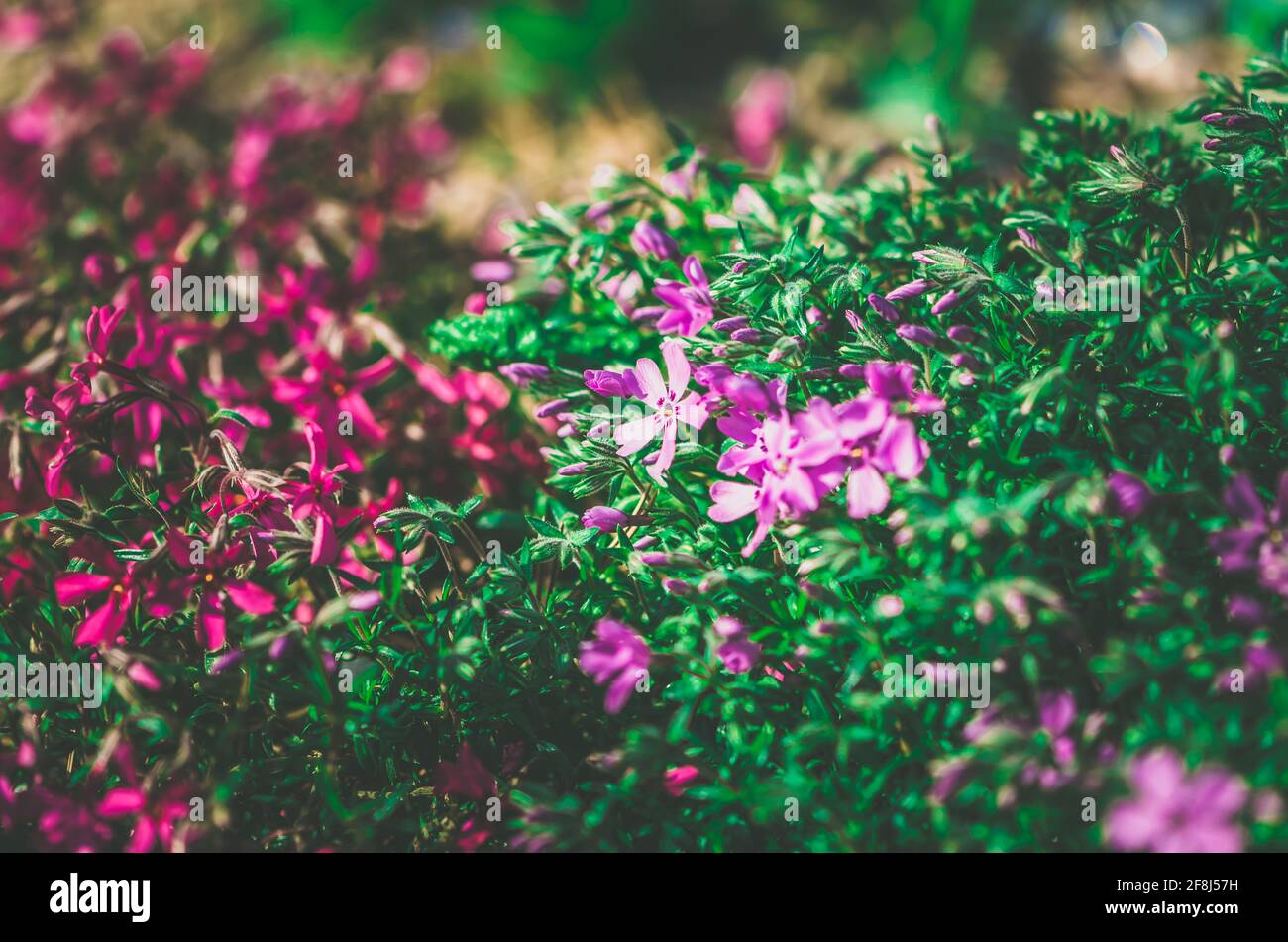Nahaufnahme Muster von blühenden rosa Phlox Blüten Stockfoto