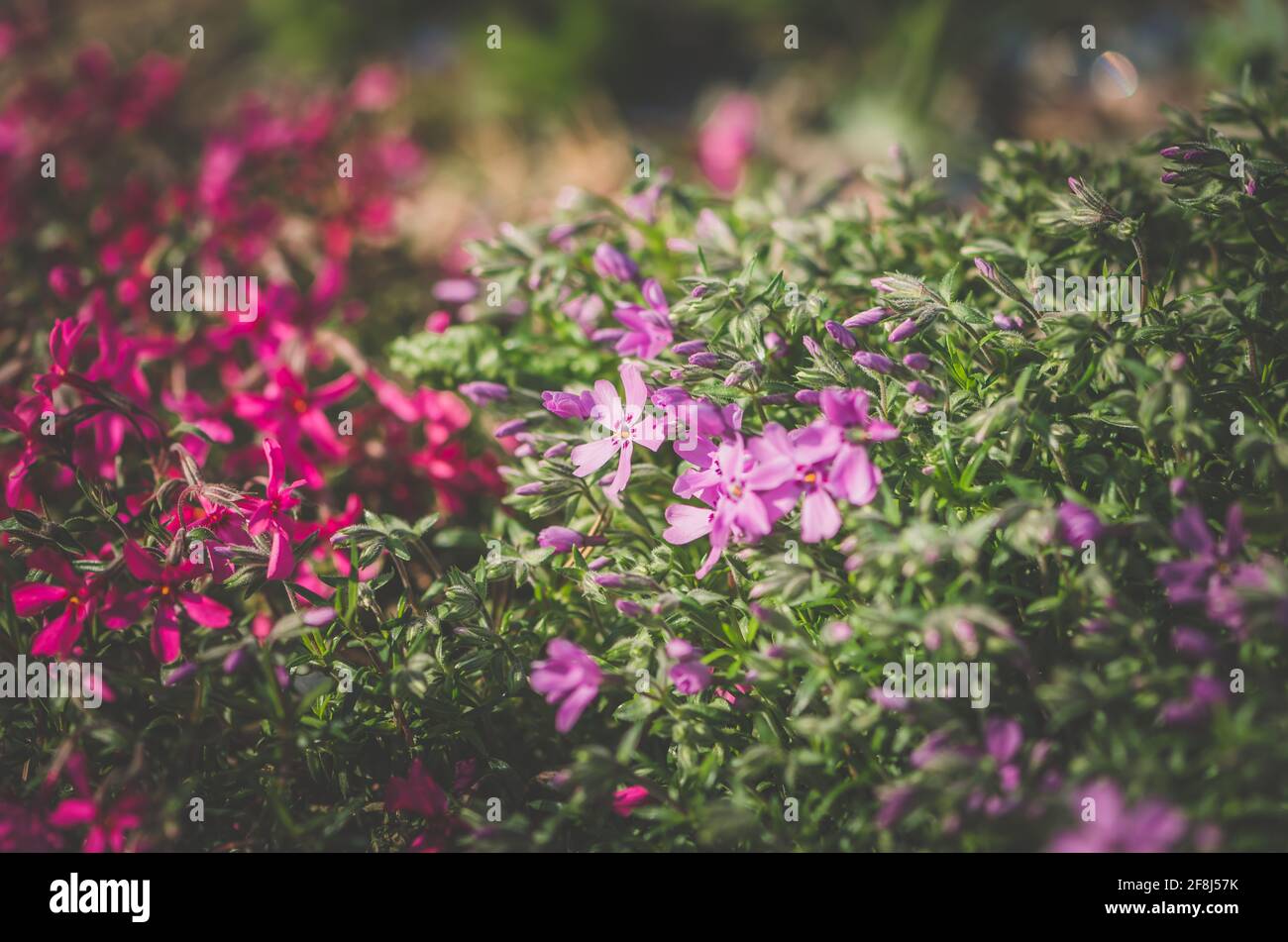 Nahaufnahme Muster von blühenden rosa Phlox Blüten Stockfoto