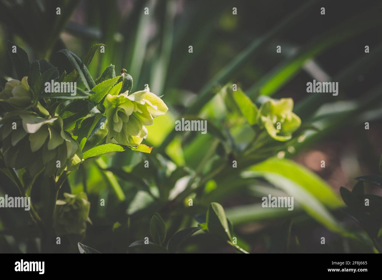 Blume Weiss Grun