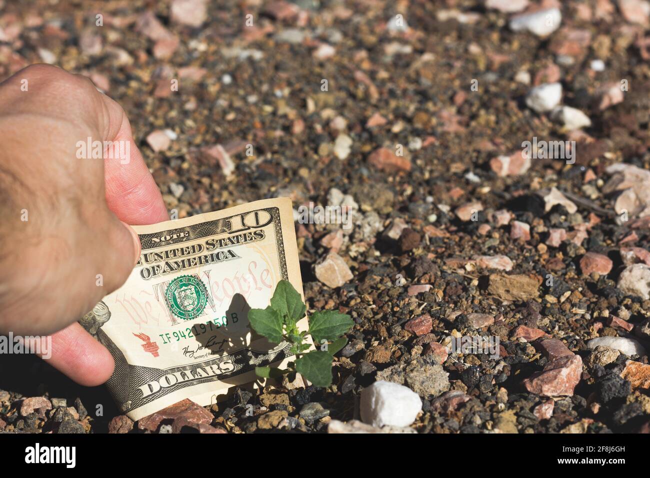 Hand des Mannes, der zehn Dollar-Schein auf Boden durch kleine grüne Pflanze platziert. Landinvestitionen, Schnäppchen-Projektkonzepte Stockfoto