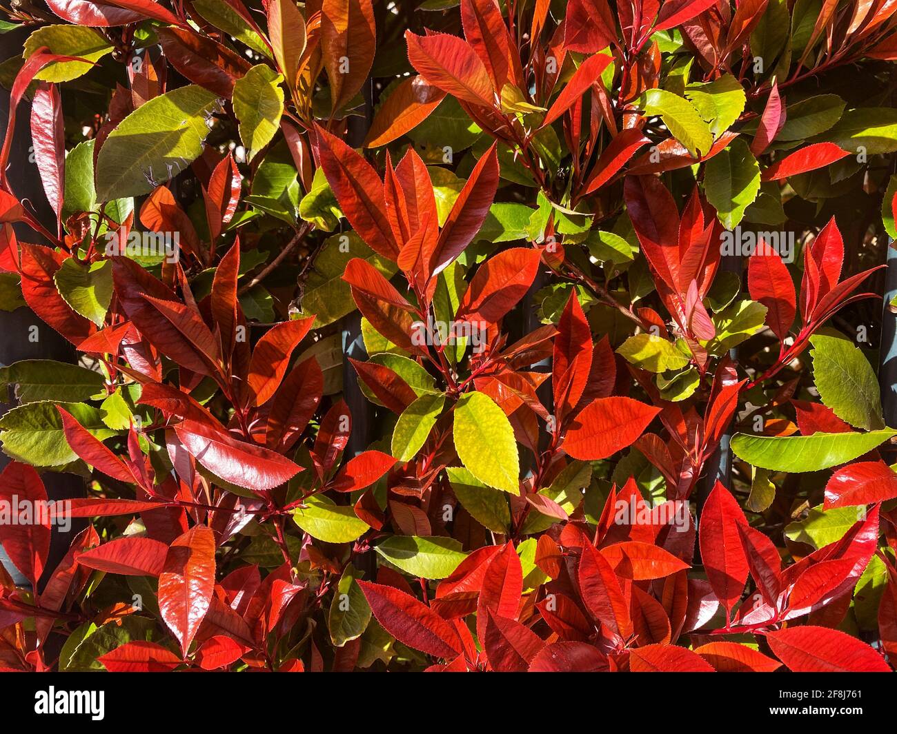 Nahaufnahme von frischen roten und grünen Blättern unter der Sonne. Helle Farben machen einen guten Hintergrund. Stockfoto