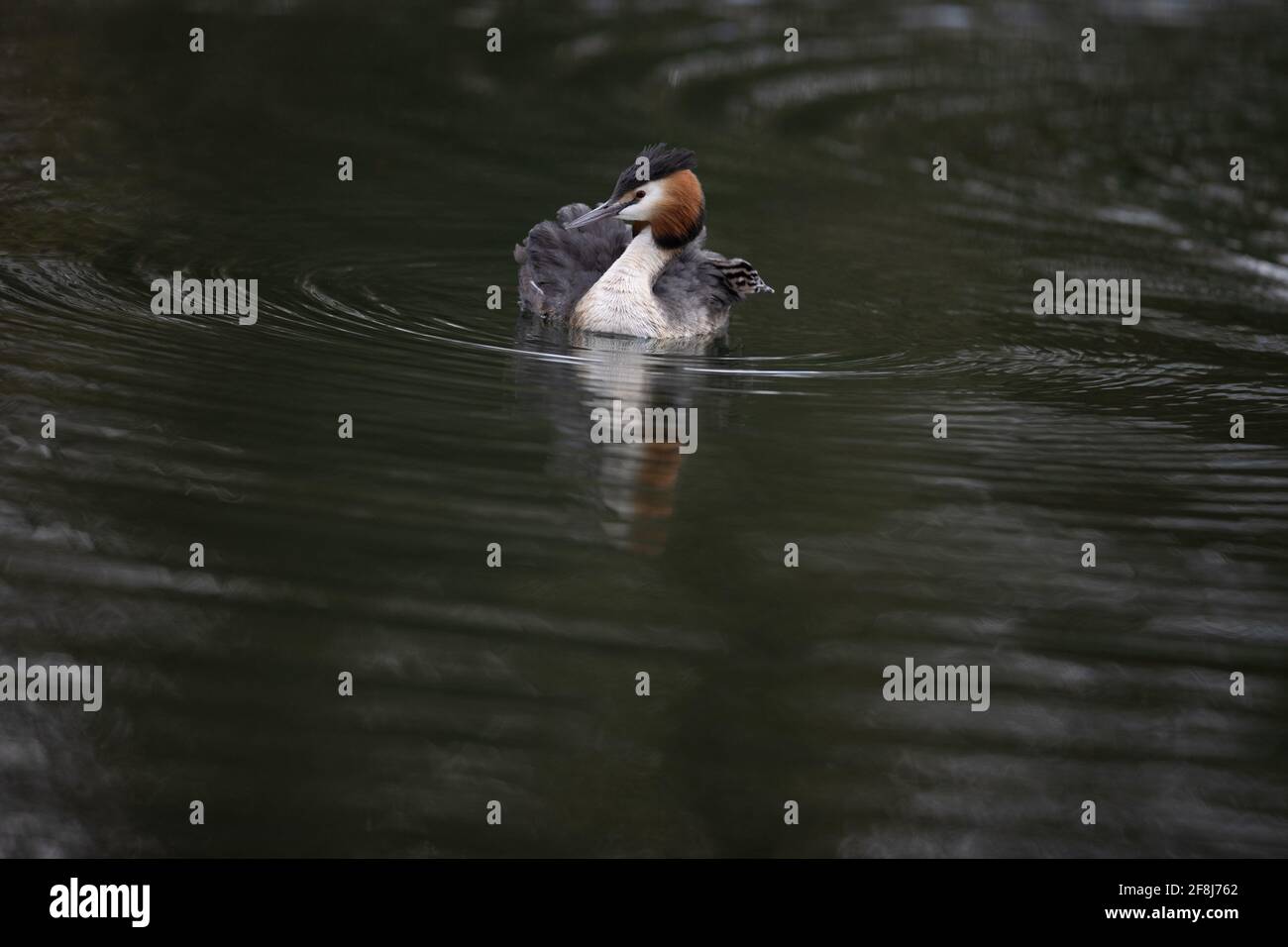 Große Haube Gerbe füttert jung auf dem Wasser Stockfoto