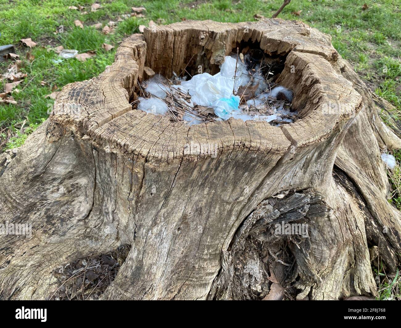Baumstamm, der als Müllkiste verwendet wird. Mensch gegen Natur Konzept. Stockfoto