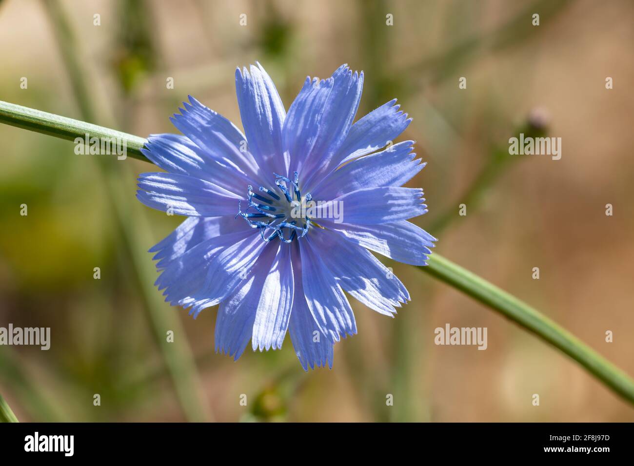 Cichorium intybus, Zichorie ist eine etwas holzige, mehrjährige krautige  Pflanze aus der Familie der Dandelion-Asteraceae, meist mit leuchtend  blauen Blüten Stockfotografie - Alamy