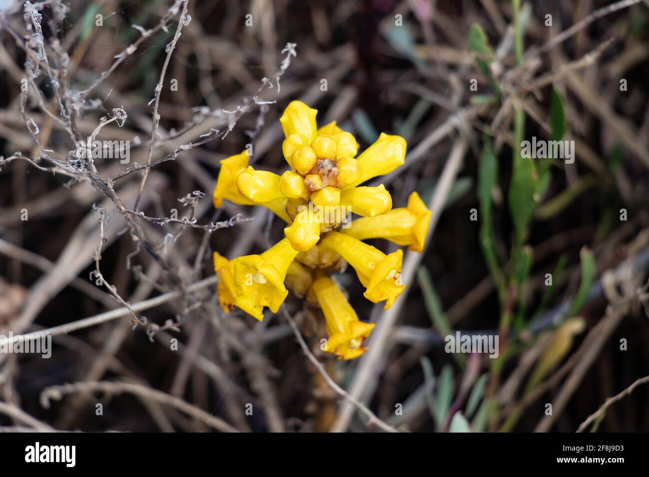 Cistanche phelypaea oder Cistanche phelipaea ist eine Pflanzenart aus der Familie der Orobanchaceae. Es hat eine breite Palette von Verbreitung von der Arabian Pen Stockfoto