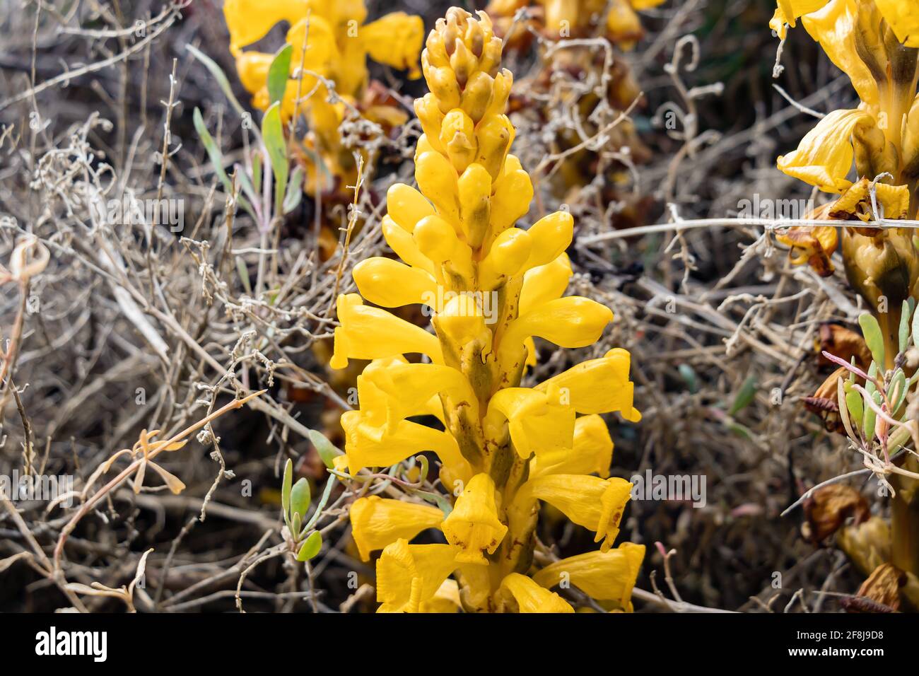 Cistanche phelypaea oder Cistanche phelipaea ist eine Pflanzenart aus der Familie der Orobanchaceae. Es hat eine breite Palette von Verbreitung von der Arabian Pen Stockfoto
