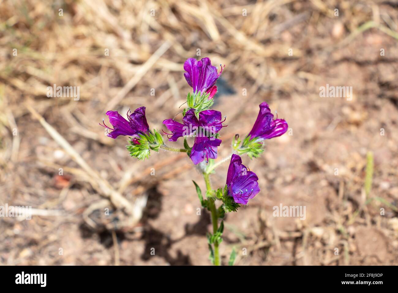 Echium plantagineum, allgemein bekannt als Purple Viper's-bugloss oder Pherson's Curse, ist eine Art von Echium, die in West- und Südeuropa beheimatet ist. Stockfoto