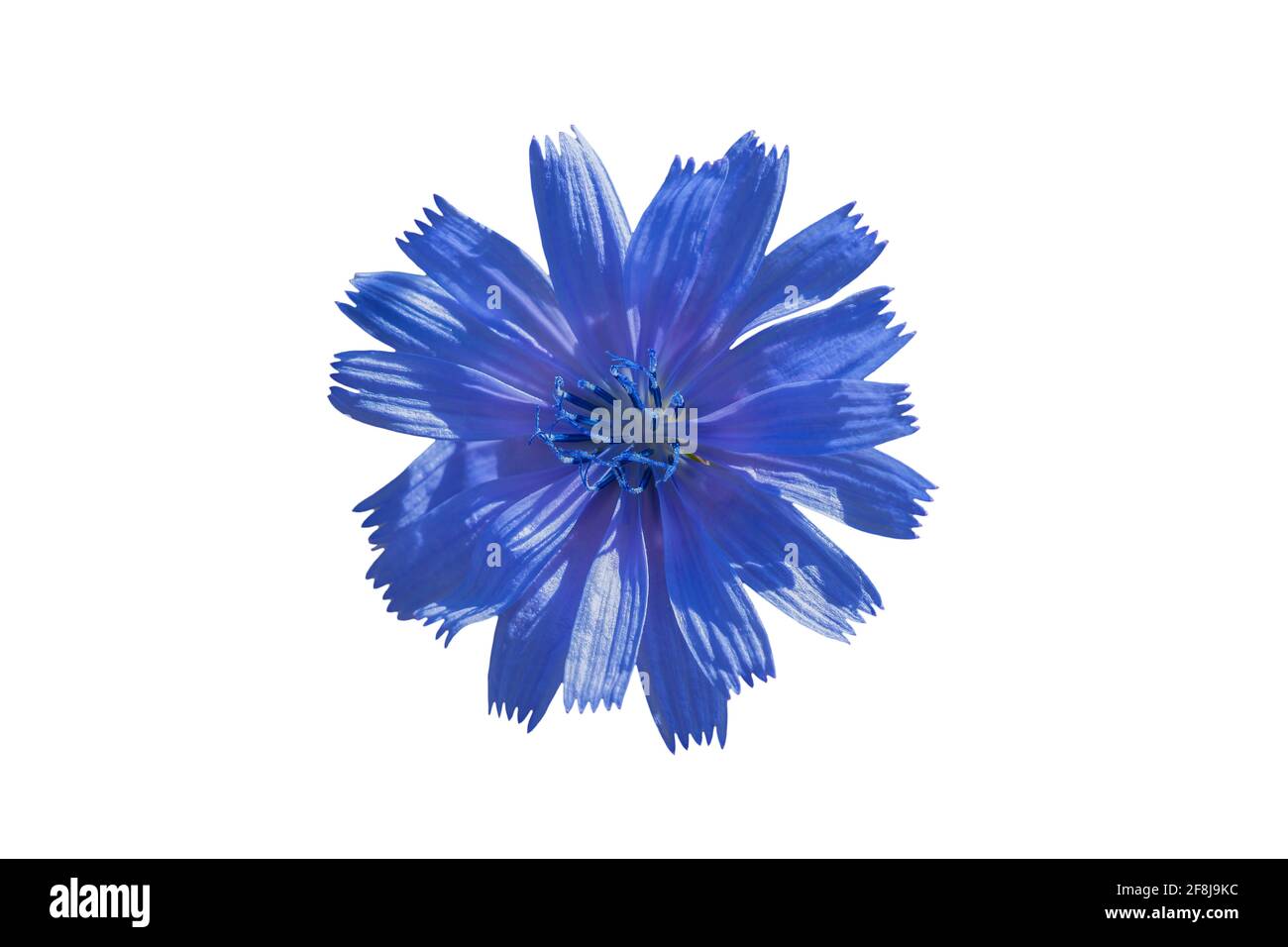 Cichorium intybus, Zichorie ist eine etwas holzige, mehrjährige krautige Pflanze aus der Familie der Dandelion-Asteraceae, meist mit leuchtend blauen Blüten Stockfoto