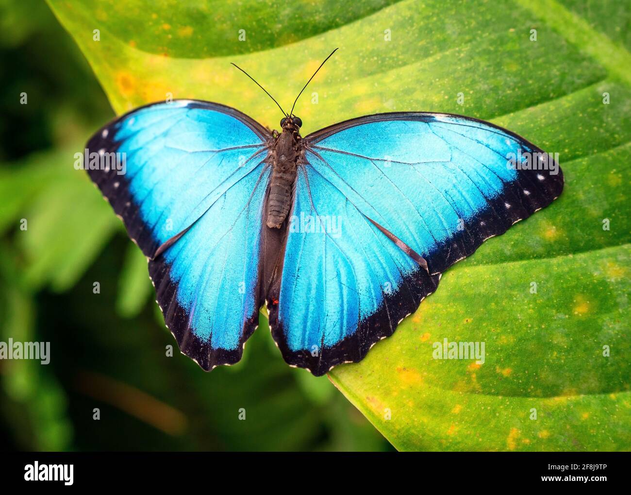 Blauer Morpho-Schmetterling (Morpho menelaus) aus der Nähe, Mindo, Ecuador. Stockfoto