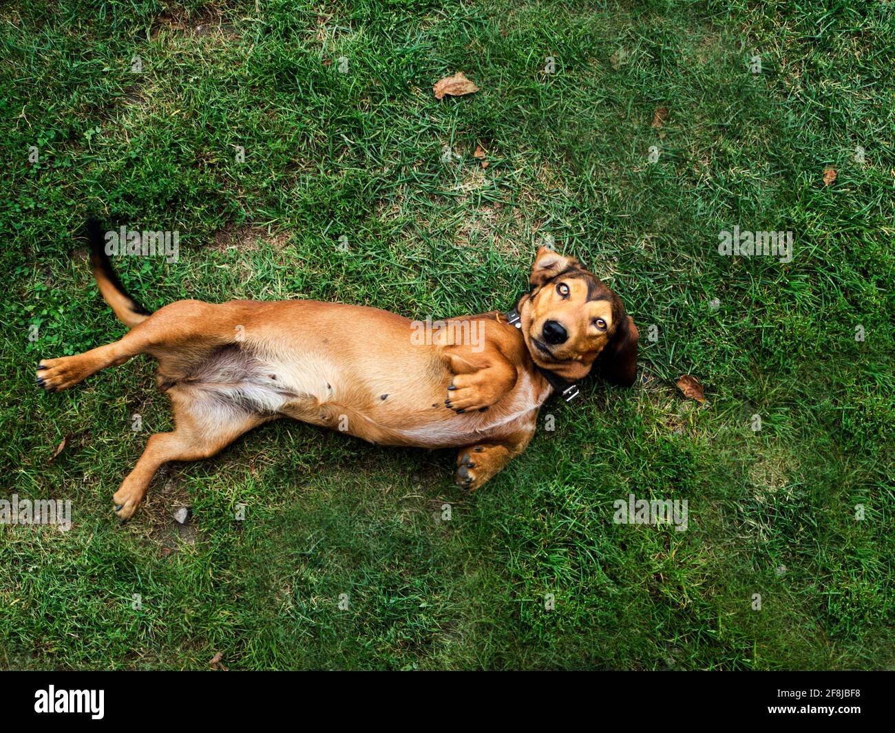 Ansicht eines Hundes, der auf dem Gras herumrollt, Polen Stockfoto