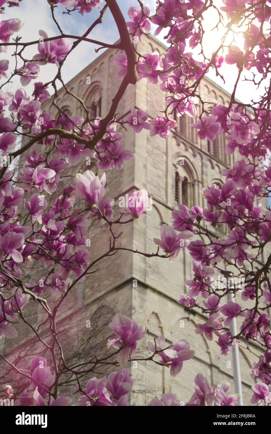 Blick auf den mittelalterlichen Münster oder den St.-Paulus-Dom in Münster Stockfoto