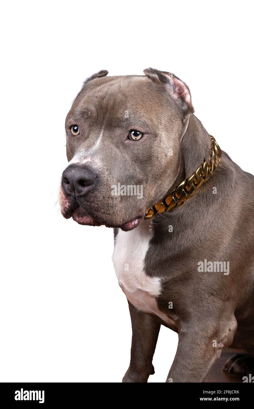 Ein Porträt des Kopfes eines reinrassigen amerikanischen Bullys Oder Bulldog Hündin mit abgeschnittenen Ohren isoliert auf einem weißen Hintergrund Stockfoto