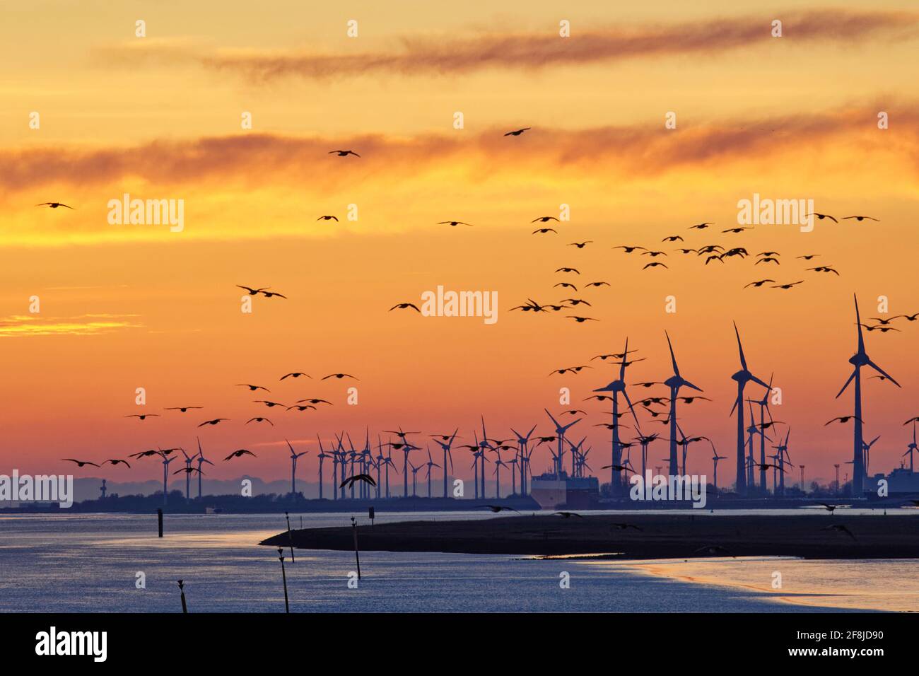 Schar von Weißwangengänsen, die mit Windturbinen in der Ferne über den Ems-Fluss fliegen, Ostfriesland, Niedersachsen, Deutschland Stockfoto