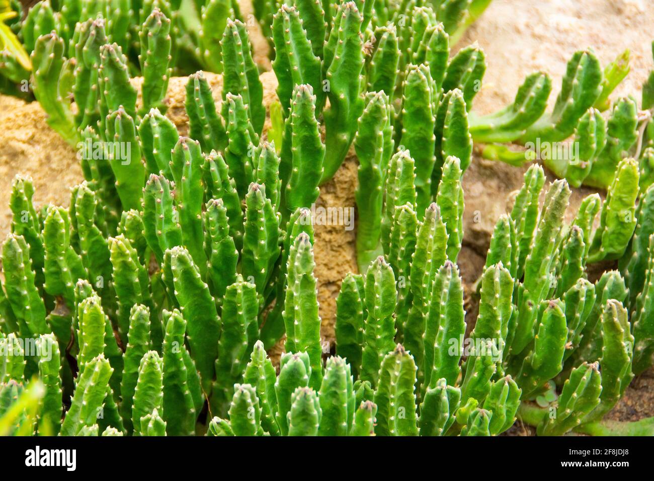 Überwuchtiger Stapelienboden, bedeckt mit Sukulenten Stockfoto