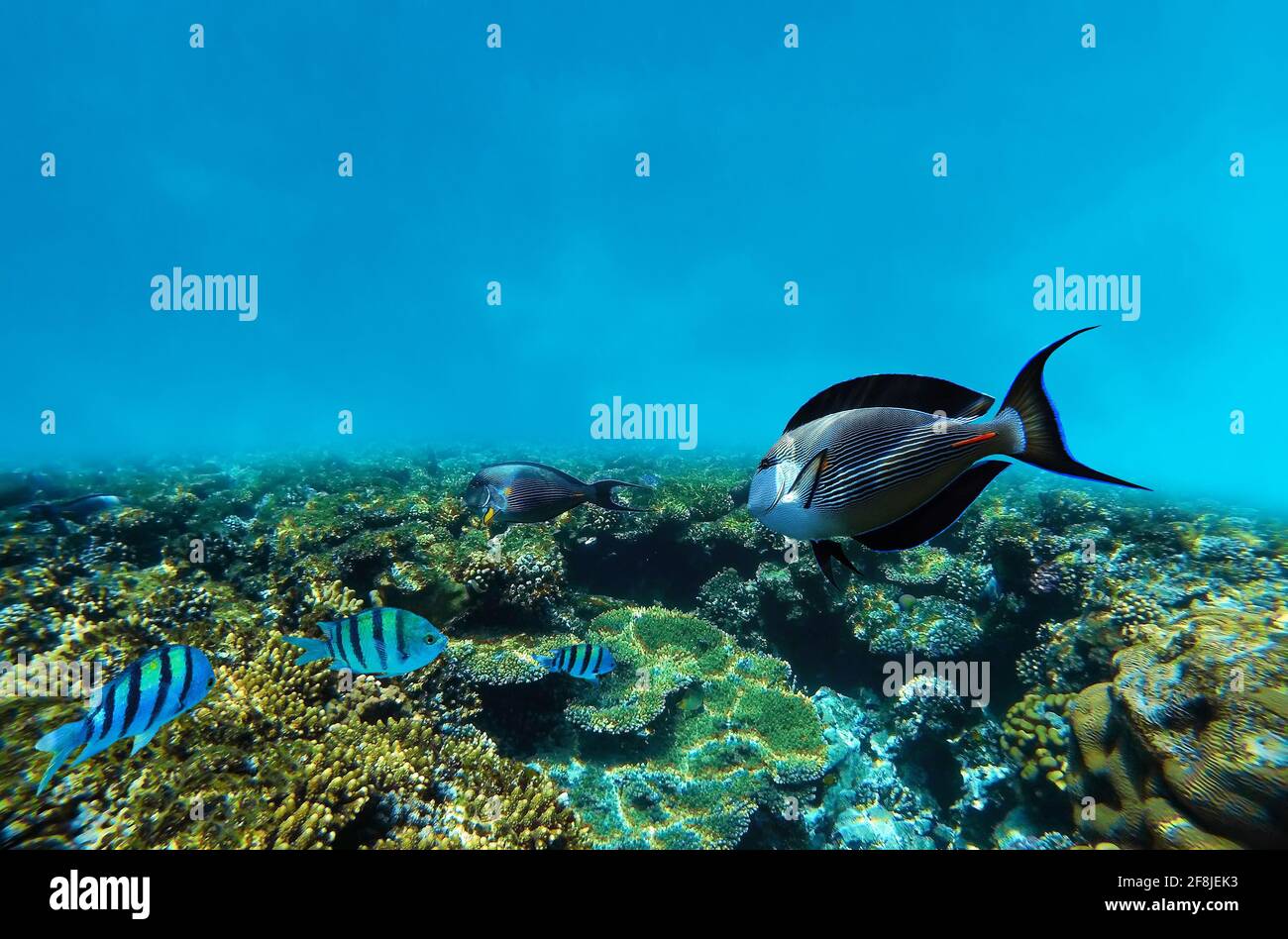 Unterwasser im Korallenriff im tropischen Meer Stockfoto