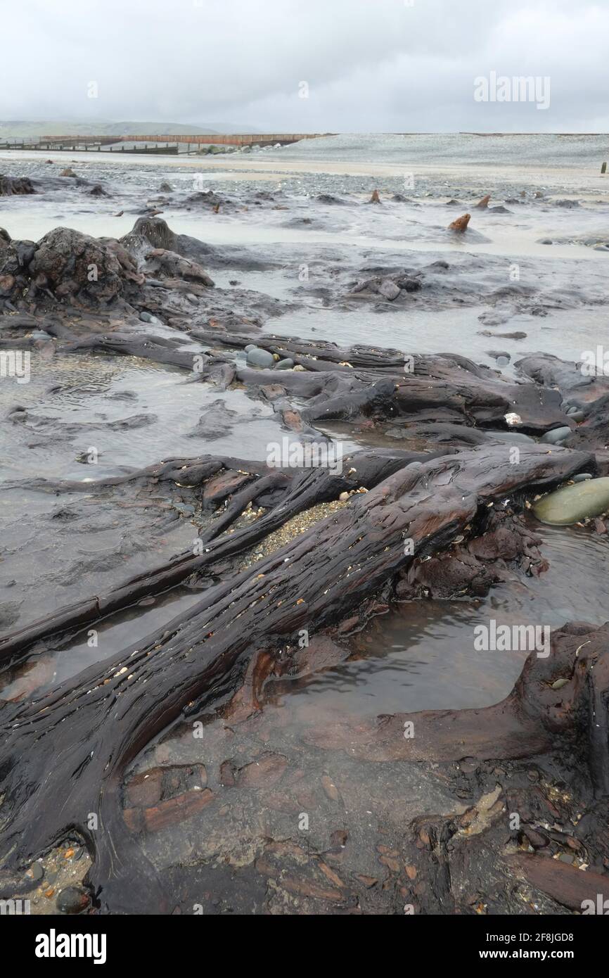 Versteinerten alten Wald, Borth Beach, Mid Wales bei Ebbe. Stockfoto