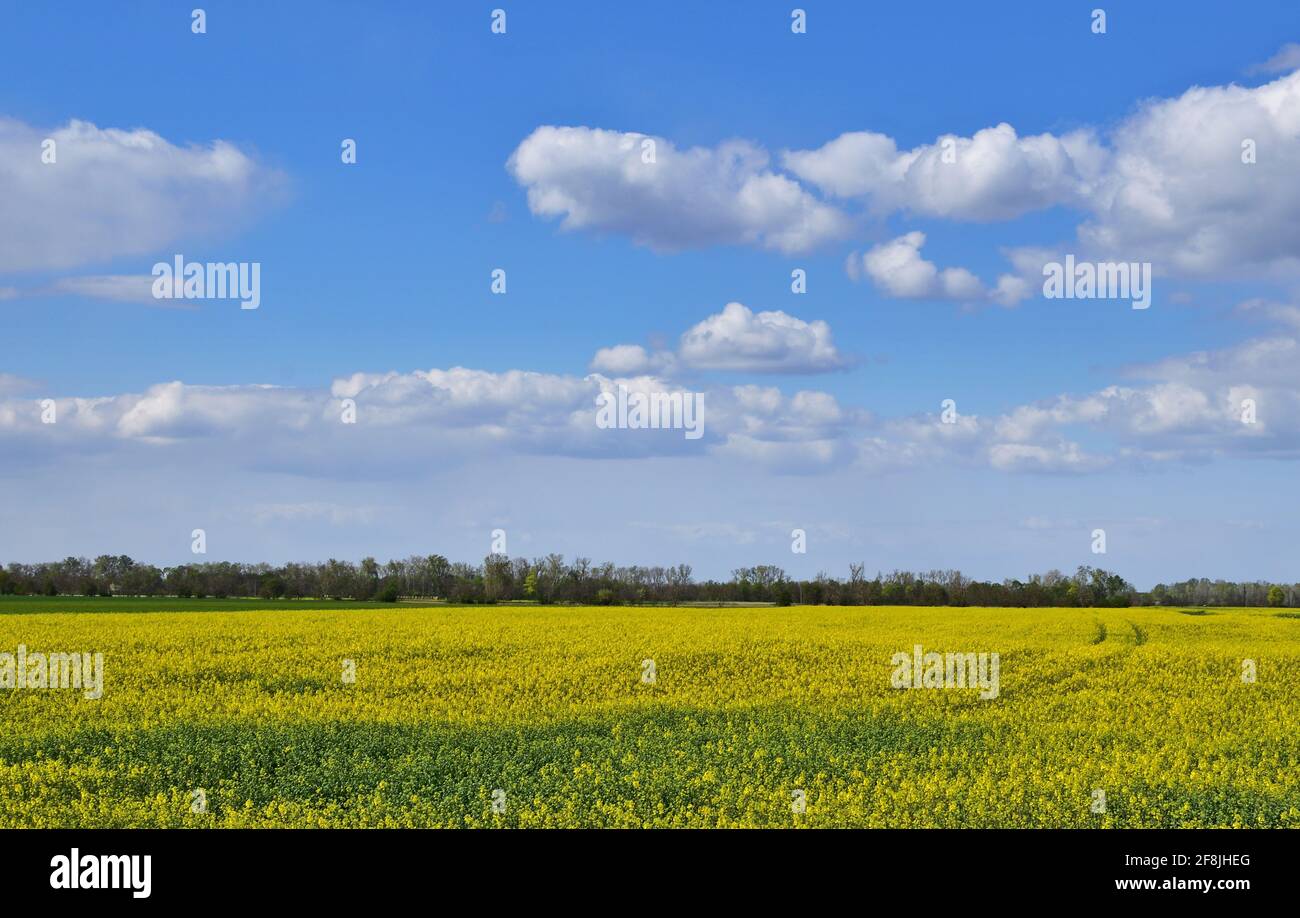 Ländliche Landschaft mit Rapsfeld an einem Frühlingstag mit Blauer Himmel und Wolken Stockfoto