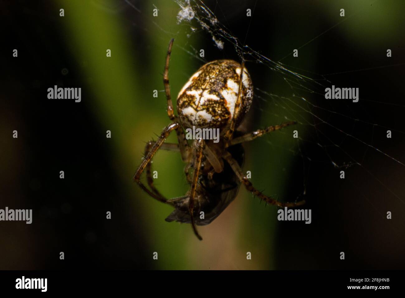 Metellina segmentata Makrofotografie weibliche Spinne, die ein Insekt frisst, das im Netz gefangen ist, im Freien. Stockfoto