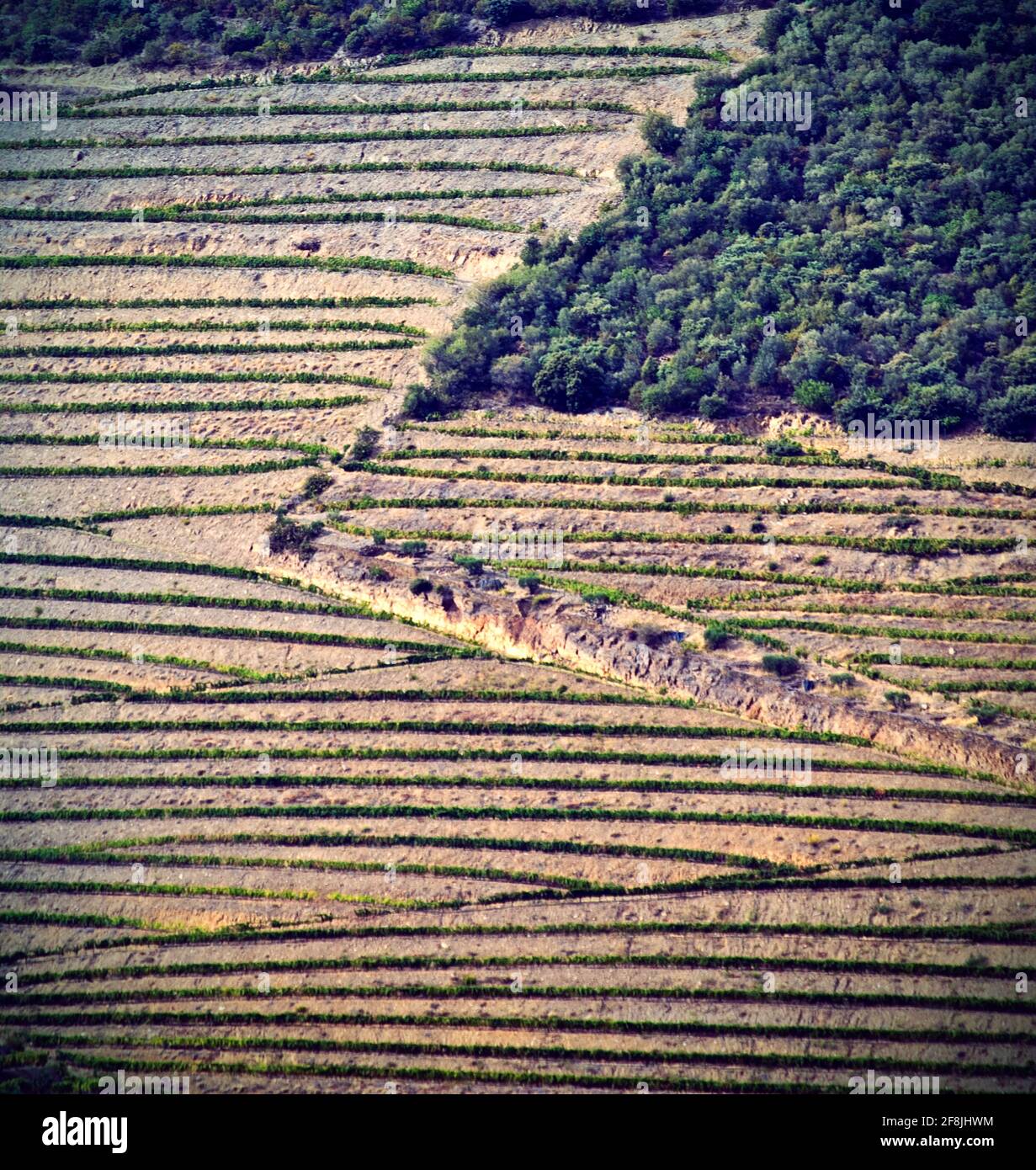 Terrassierte Weinberge des Douro-Tals, Portugal Stockfoto